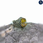 انگشتر نقره عقیق سلیمانی - Image 3